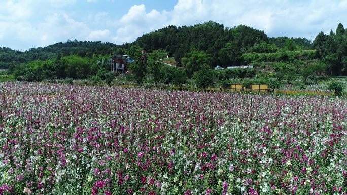 四川成都金堂花谷