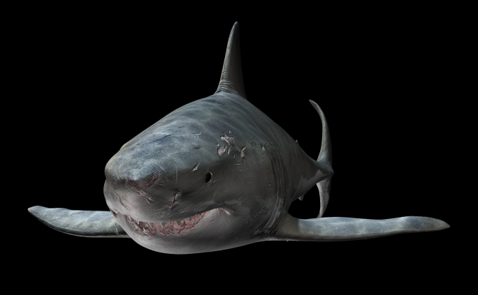 鲨鱼冲屏4k（06）-alpha循环