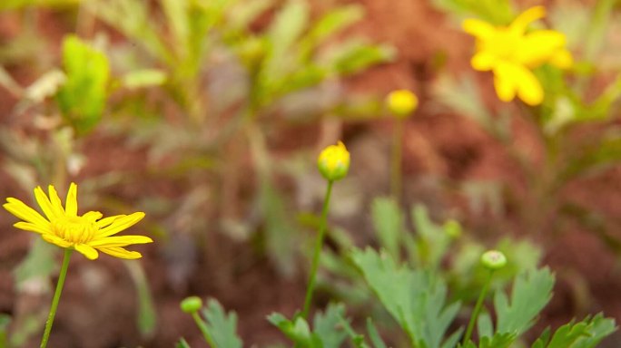 山菊花实拍素材