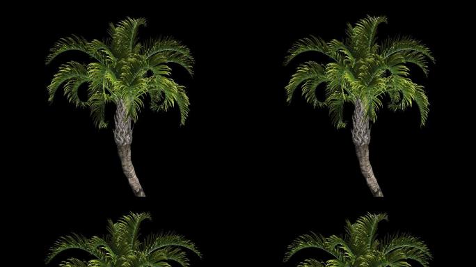 树木摇曳动画带通道——棕榈树
