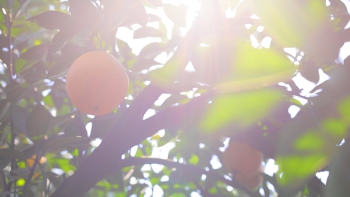 阳光下水果脐橙橙子树实拍素材