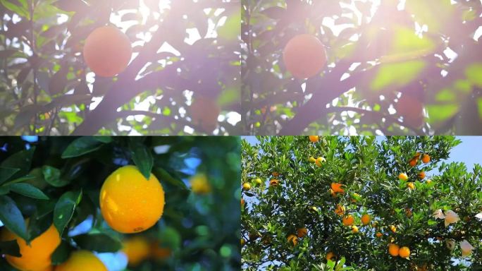 阳光下水果脐橙橙子树实拍素材