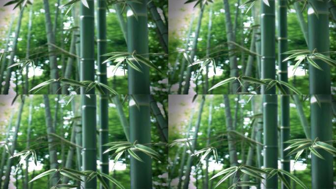 竹子竹叶生长