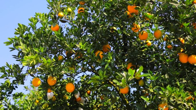 户外橙子橘子种植地实拍素材