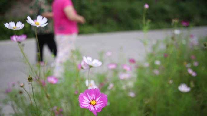 格桑花