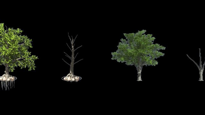 植物生长，动态植物素材视频