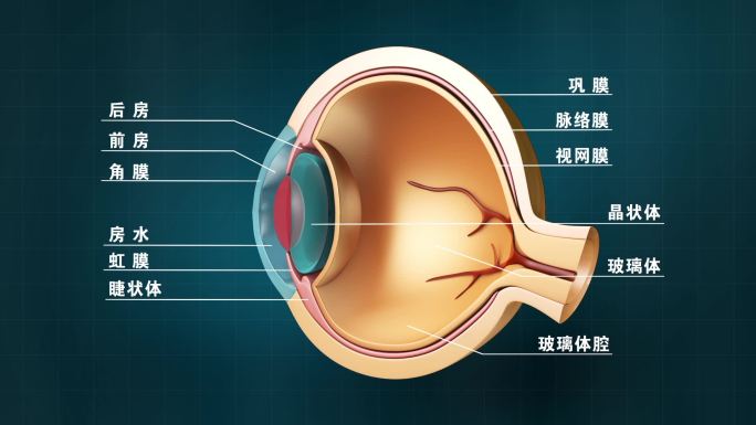 眼球动画