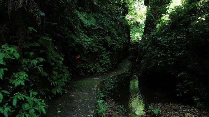 原始森林一线天峭壁小路幽深