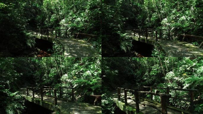 原始森林公园小路幽静小桥