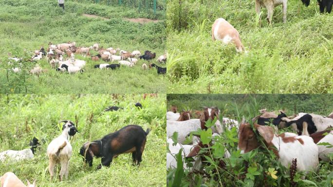 山羊吃草放养原生态绿色绵羊源素材