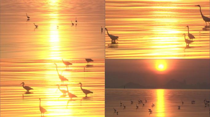 海上夕阳、海鸥、夕阳中的海鸥