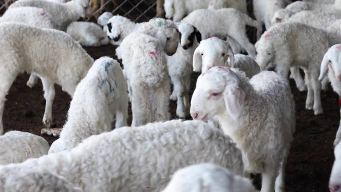 羊舍养殖圈养