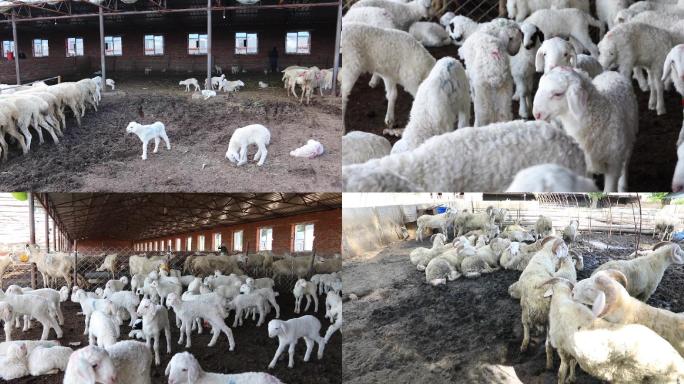 羊舍养殖圈养