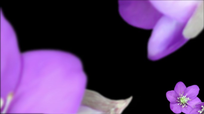 4K紫色花转场-alpha