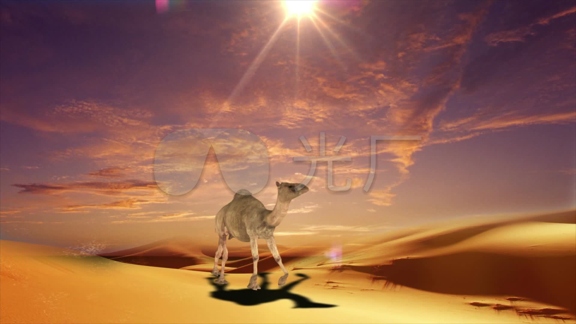 沙漠骆驼配乐视频背景_1920X1080_高清视频