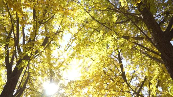 秋天金黄的银杏树透过太阳