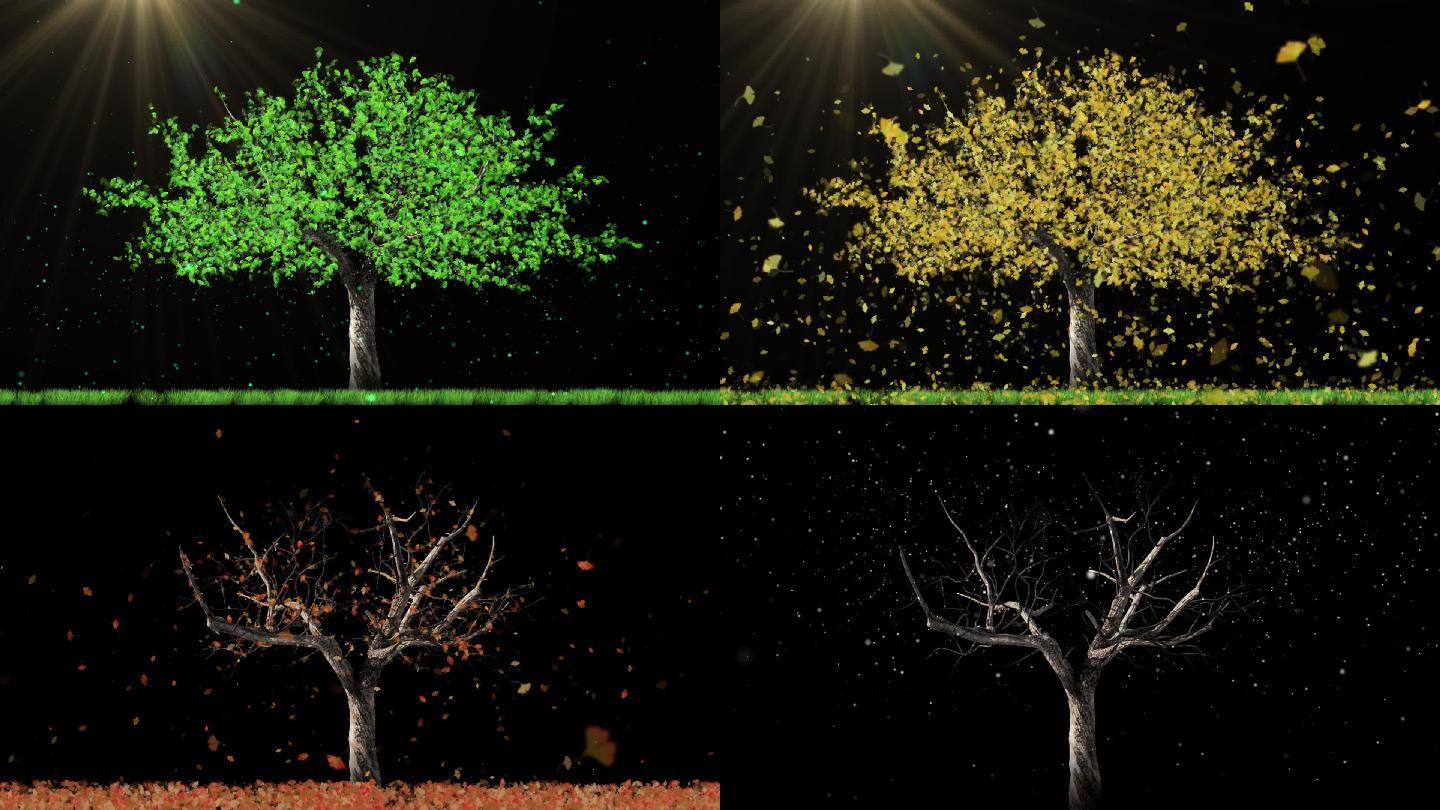 树木生长变化视频