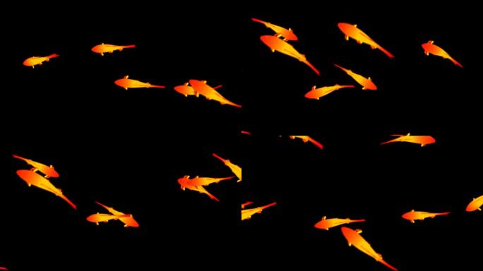 鱼游动锦鲤金鱼-透明通道