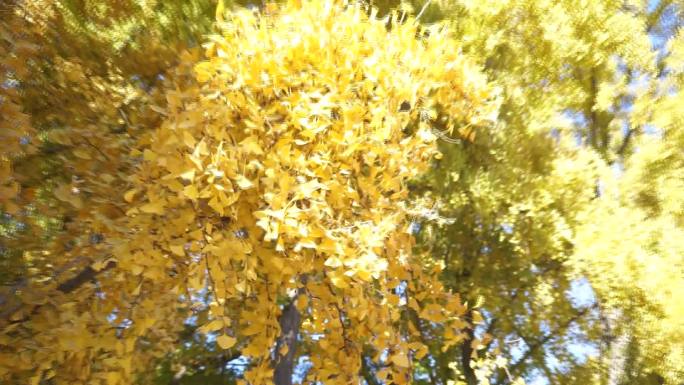 秋天银杏树叶随风飘动