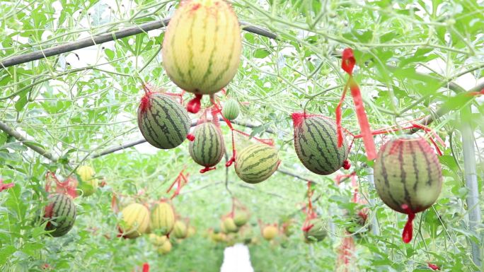 西瓜种植大棚绿色农产品麒麟瓜