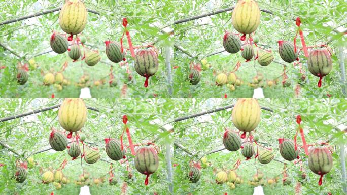 西瓜种植大棚绿色农产品麒麟瓜