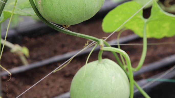 香瓜种植基地大棚绿色有机农产品