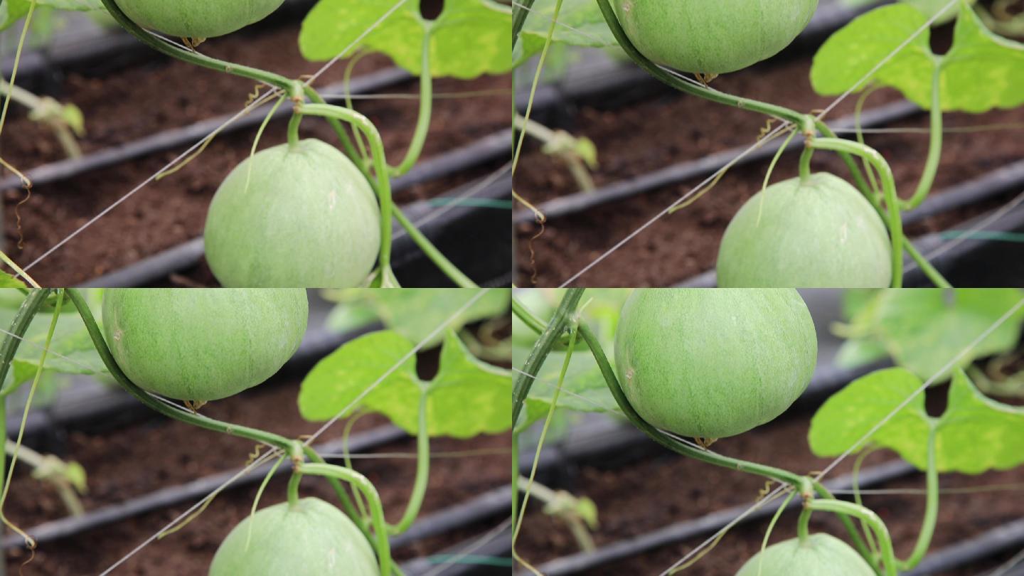 香瓜种植基地大棚绿色有机农产品