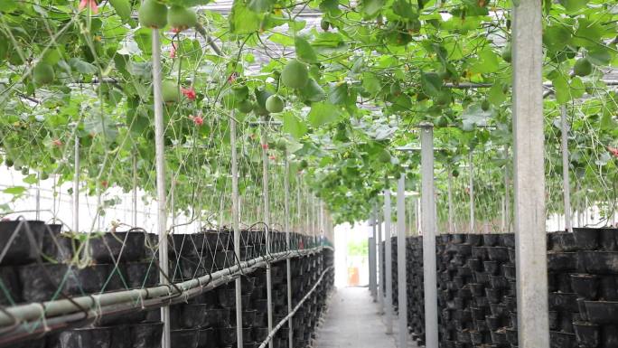 香瓜纯绿色有机农产品立体种植大棚
