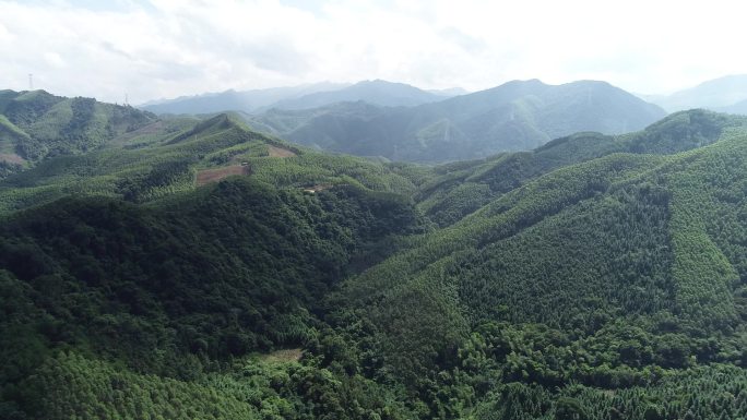 深山林密原始森林航拍大气广西