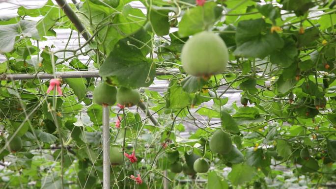 香瓜绿色有机农产品蔬果种植大棚