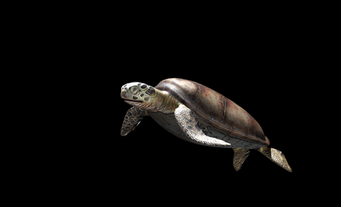 海龟动画-宽屏（01）-alpha通道