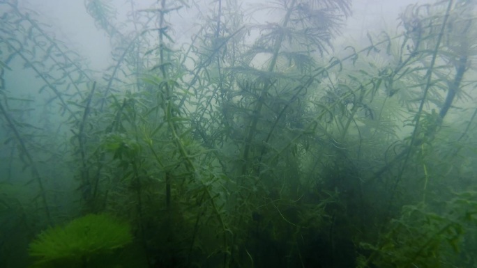 淡水水草