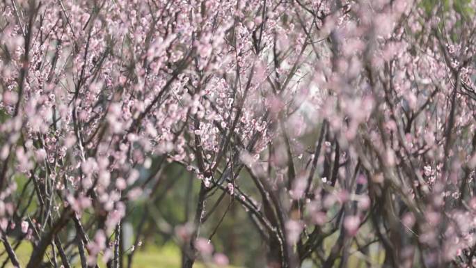 梅花大片梅花怒放的梅花