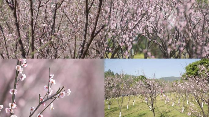 梅花大片梅花怒放的梅花