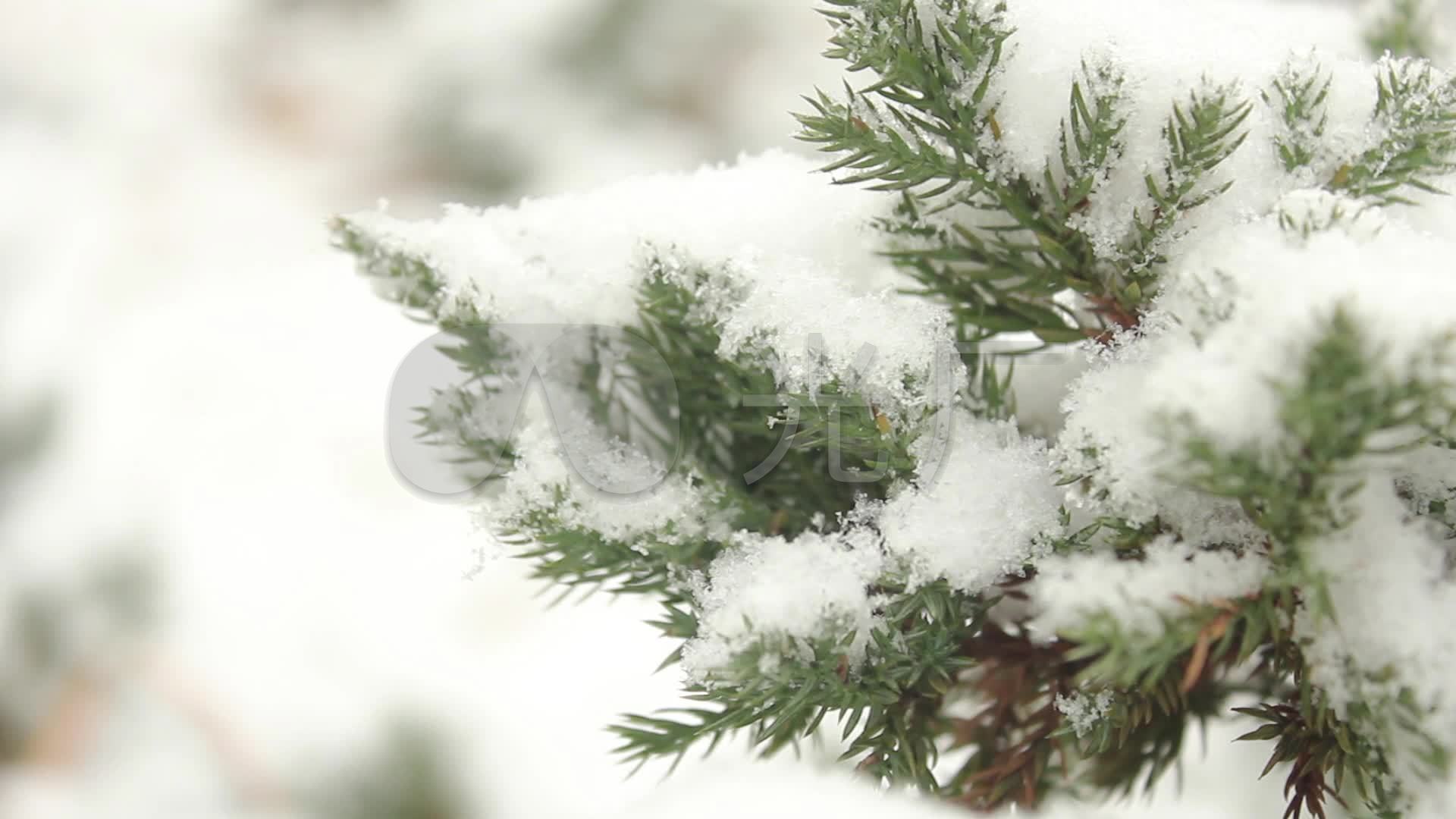 下雪雪花飞舞_1920X1080_高清视频素材下载