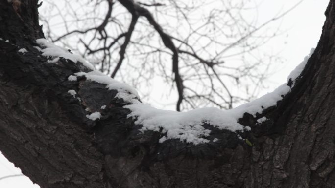 【原创】冬日唯美雪景雪融化