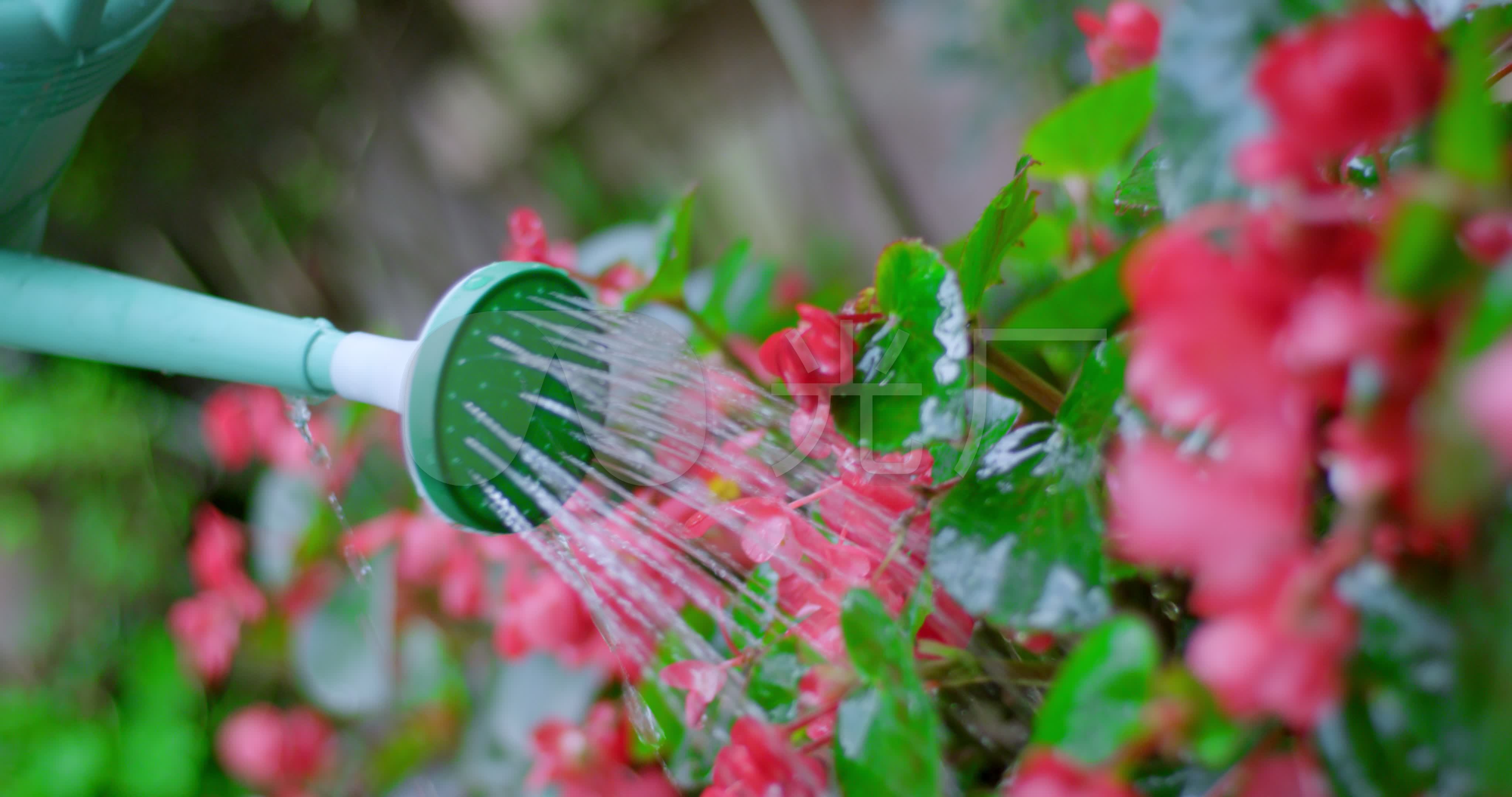 镇老人浇花1_4096X2160_高清视频素材下载(