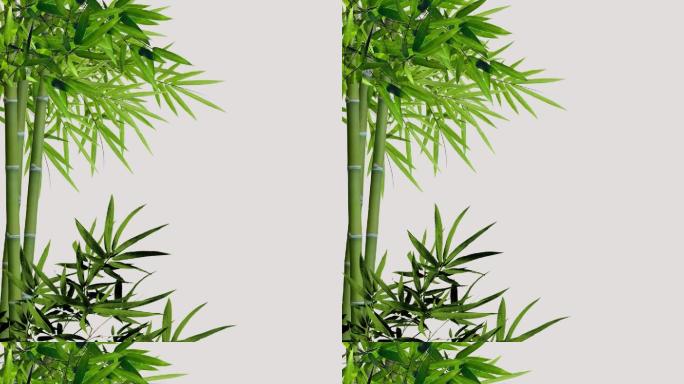 带透明通道高清清明节元素绿色大竹视频素材