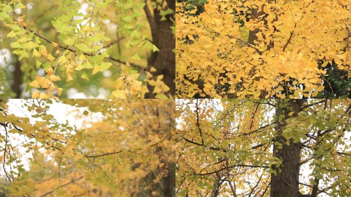 4组银杏树28秒