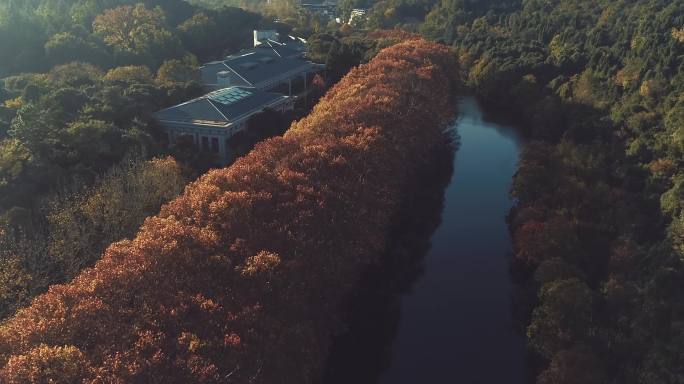 红枫树·河道·航拍