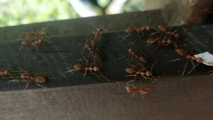 蚂蚁争夺战