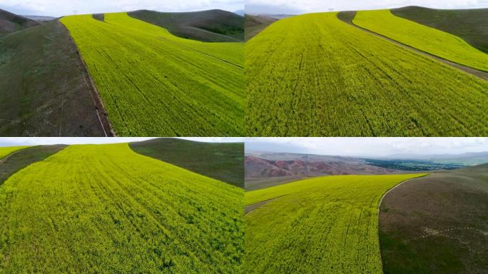 伊犁河谷丘陵油菜花航拍