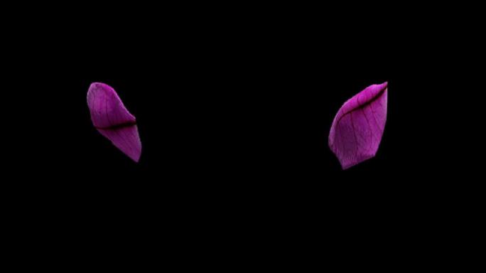 一朵紫色三角梅花无缝循环旋转