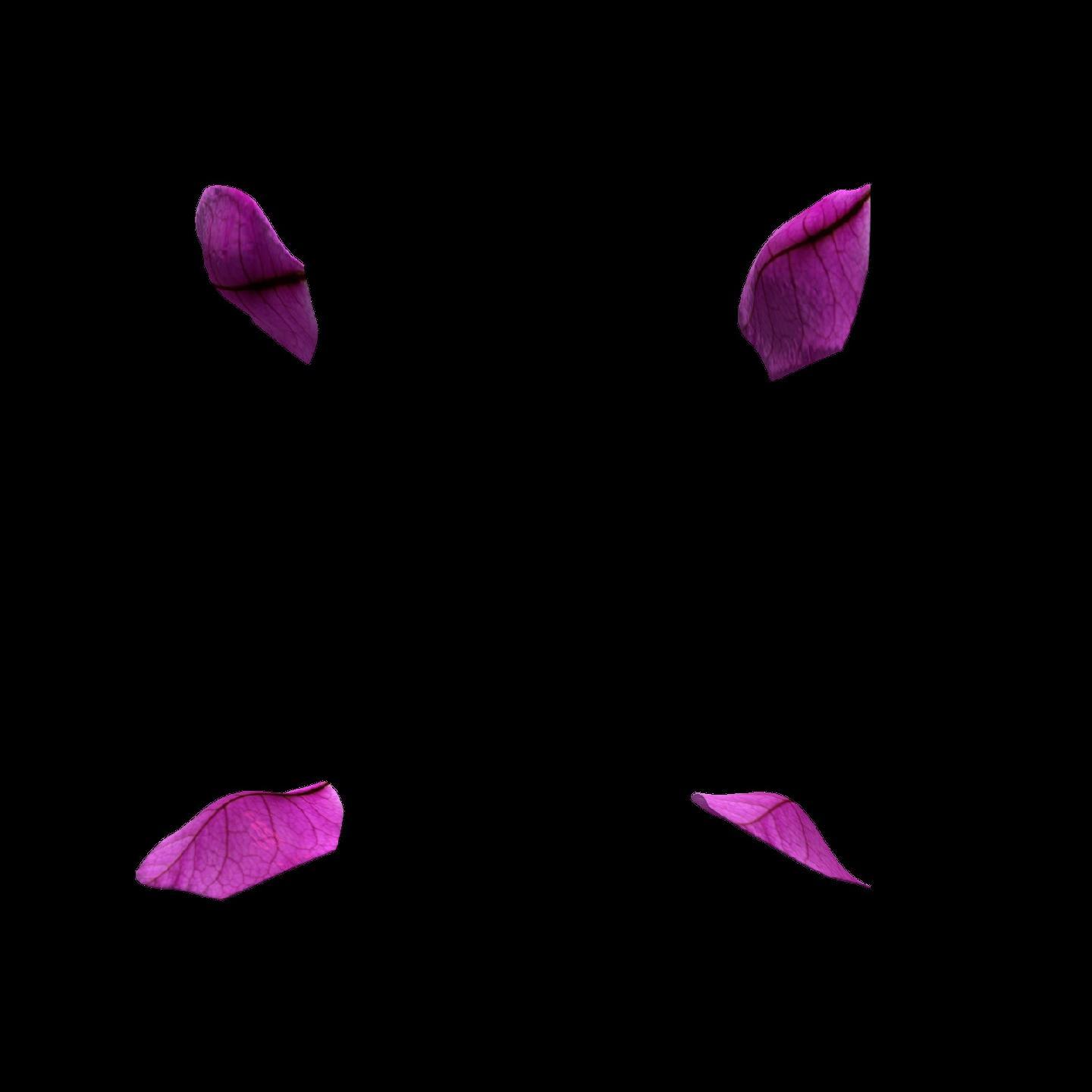 一朵紫色三角梅花无缝循环旋转