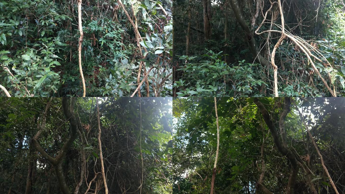 人迹罕至的雨林植被