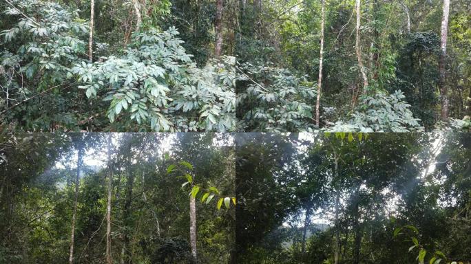 热带雨林的植被层次