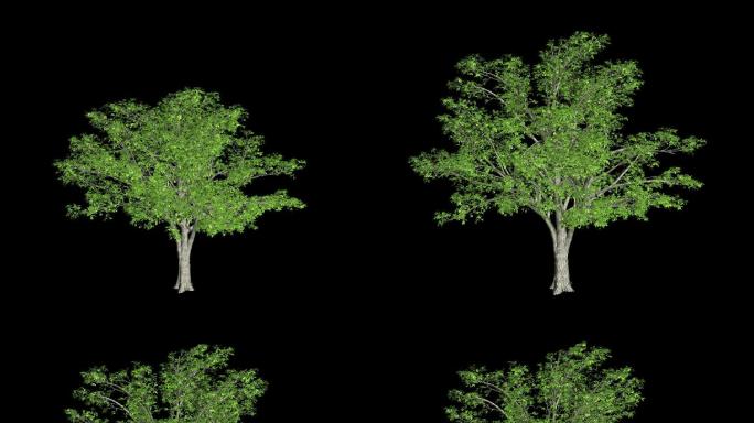 树木生长动画--大树带通道