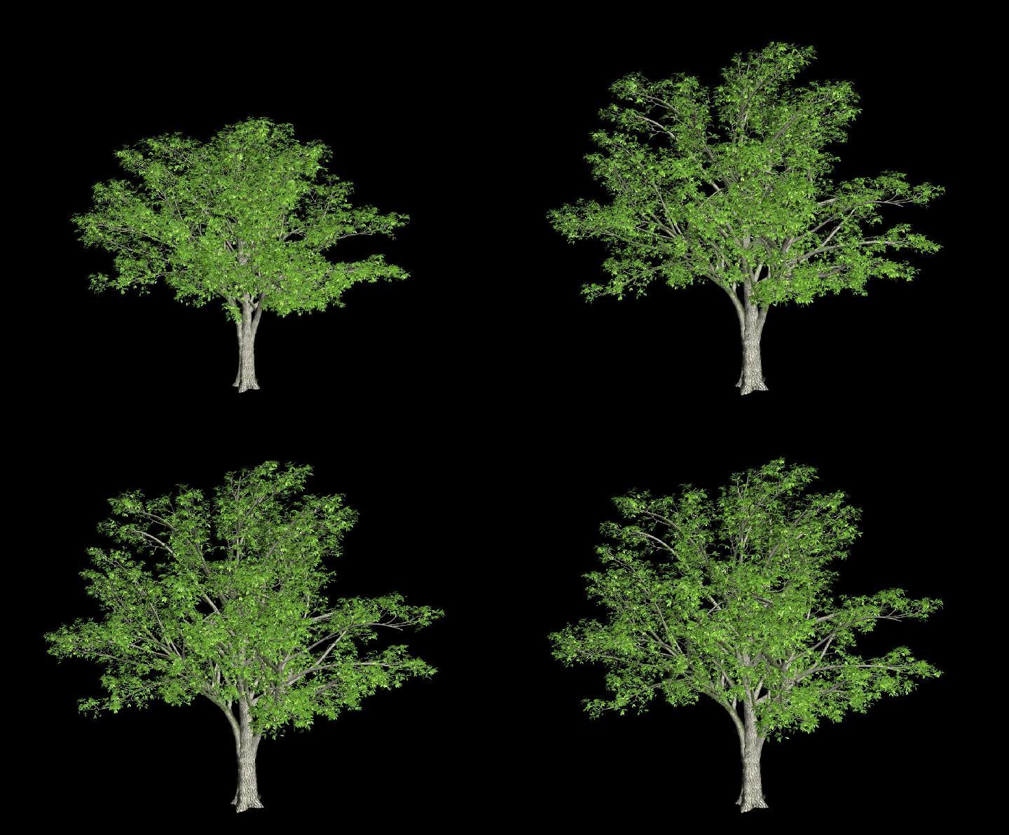 树木生长动画--大树带通道