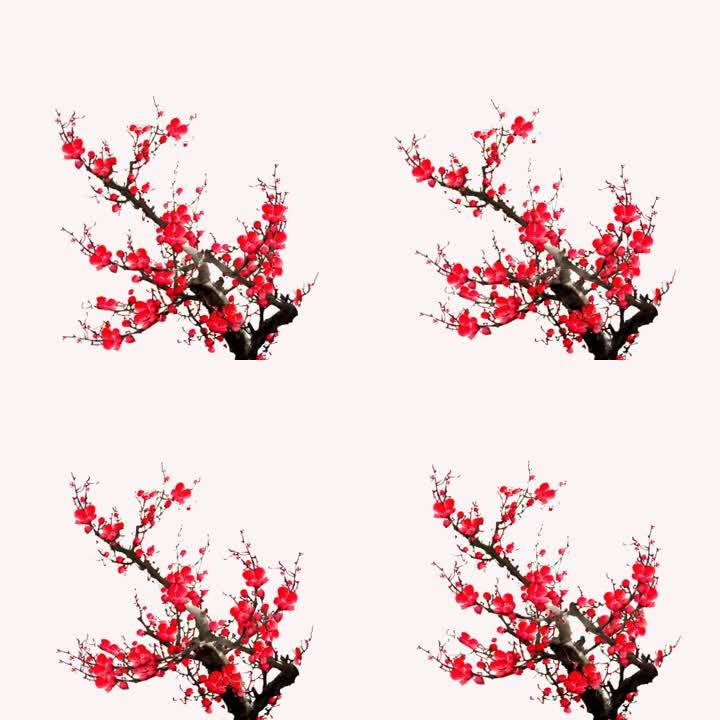 中国风红梅梅花腊梅带透明通道视频素材 1080x1080 高清视频素材下载 编号 影视包装 Vj师网www Vjshi Com