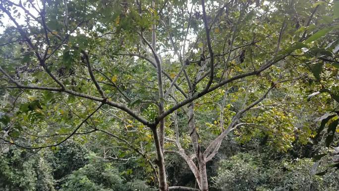 雨林中的野生桂圆树